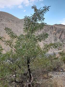 Plancia ëd Pyrus salicifolia Pall.