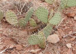 Image of Bulrush Canyon Prickly-pear