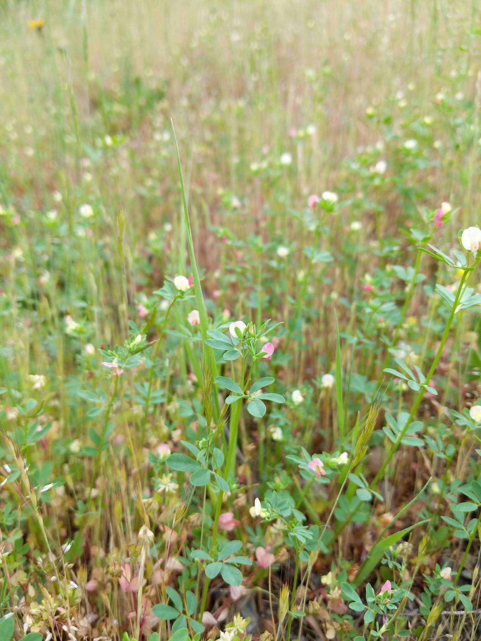 Слика од Acmispon parviflorus (Benth.) D. D. Sokoloff