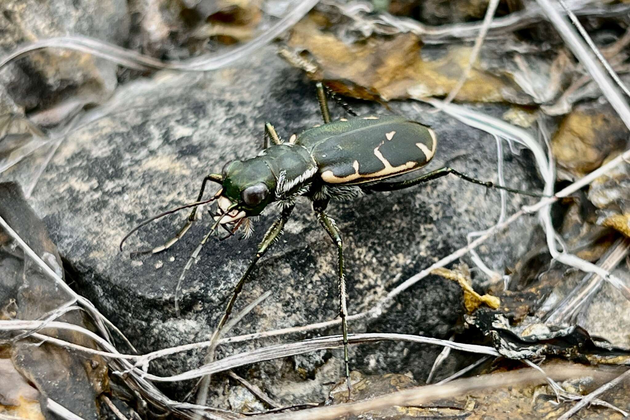 Image of Cicindela (Cicindelidia) obsoleta vulturina Le Conte 1853