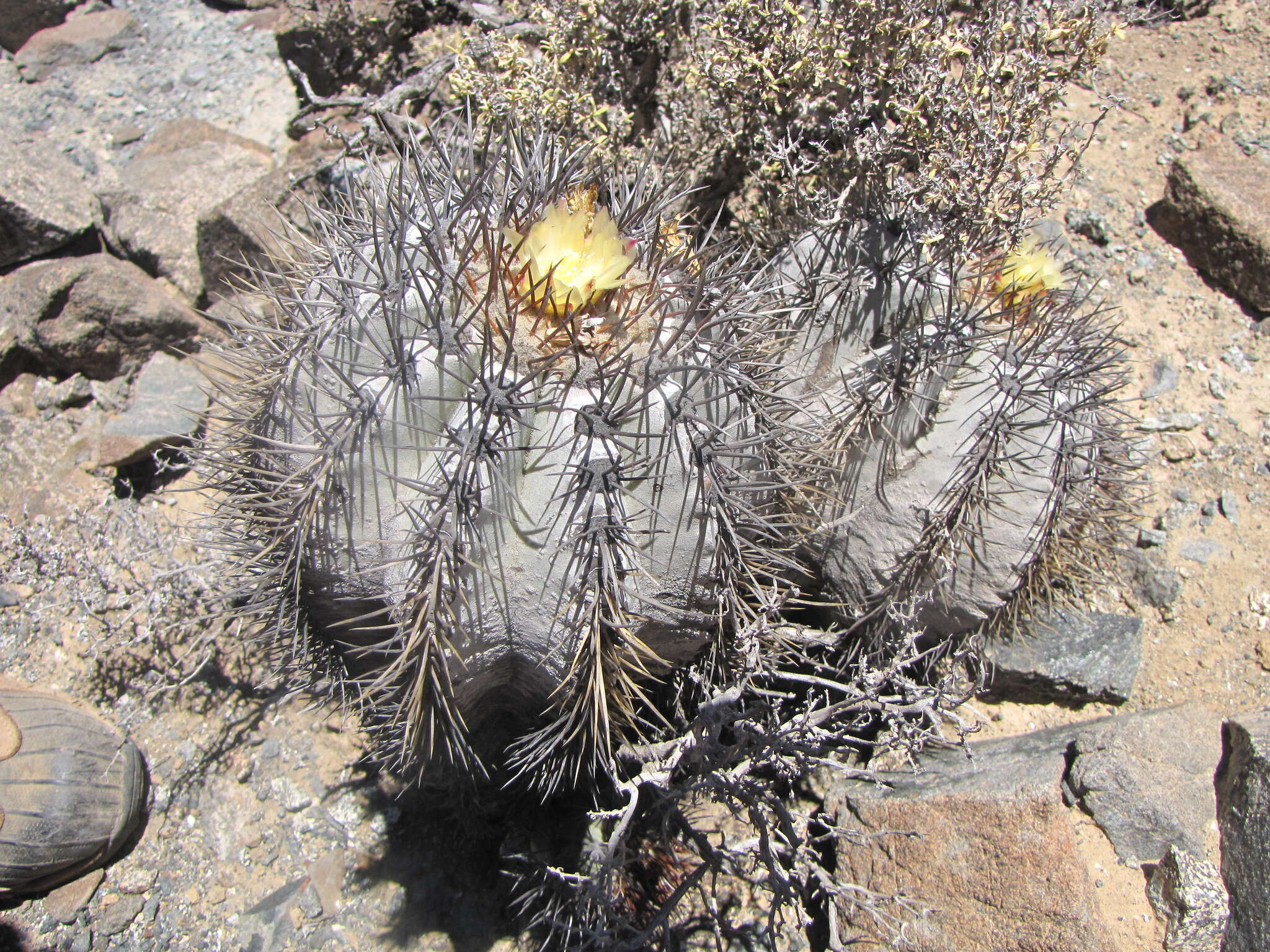 Imagem de Copiapoa calderiana subsp. atacamensis (Middled.) Mottram