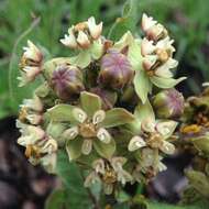 صورة Asclepias contrayerba Sessé & Moc.