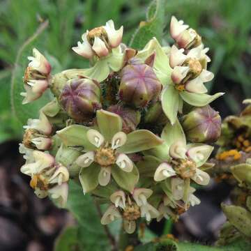 صورة Asclepias contrayerba Sessé & Moc.