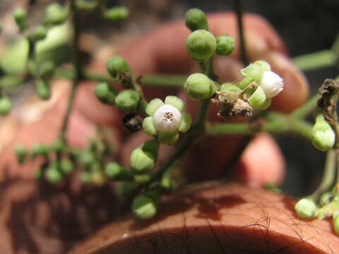 Image of bandicoot-berry