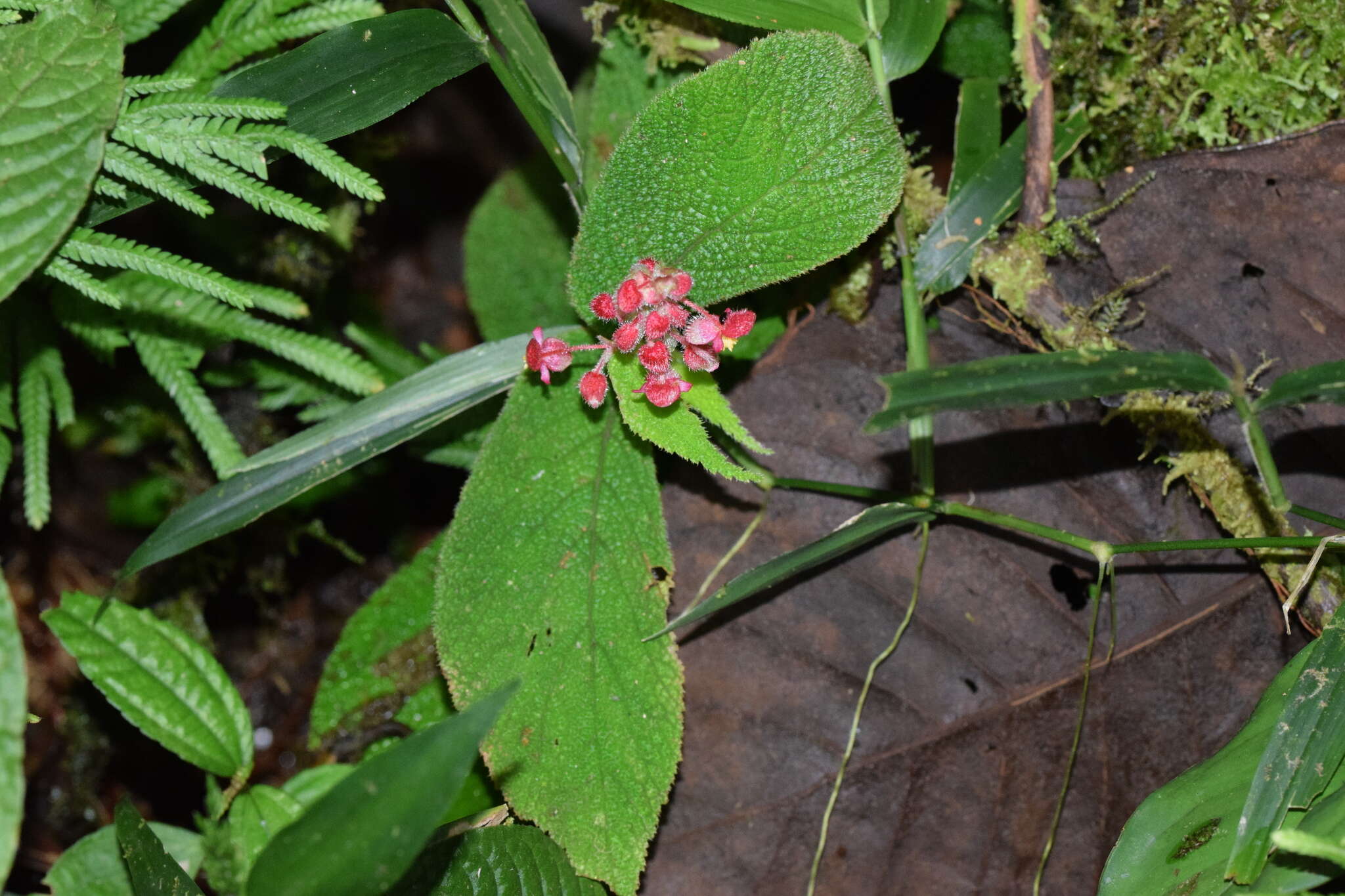 Image of Begonia buddleiifolia A. DC.