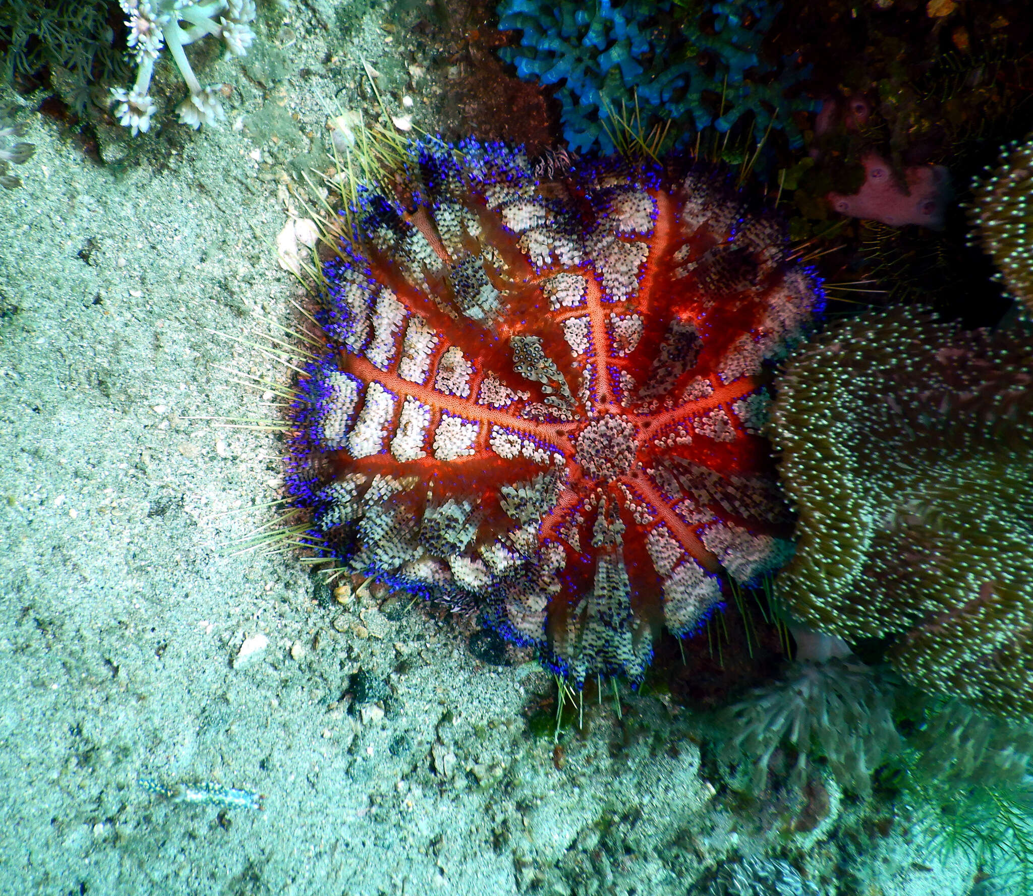 Image of variable fire urchin