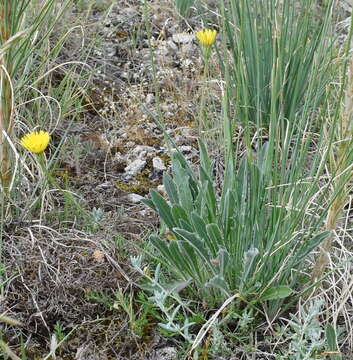 Image of Leontodon biscutellifolius DC.