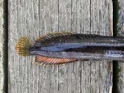 Image of One-Spot Fringehead