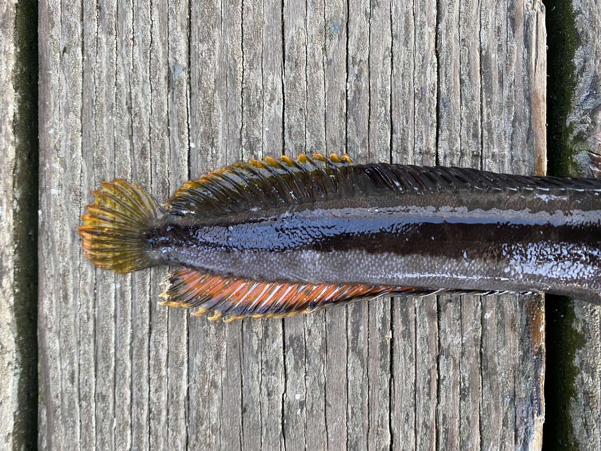 Image of One-Spot Fringehead