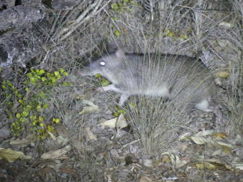 Image of Long-nosed Bandicoot