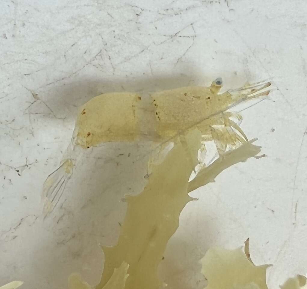 Image of cerulean sargassum shrimp