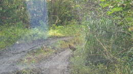 Image of Copper Pheasant