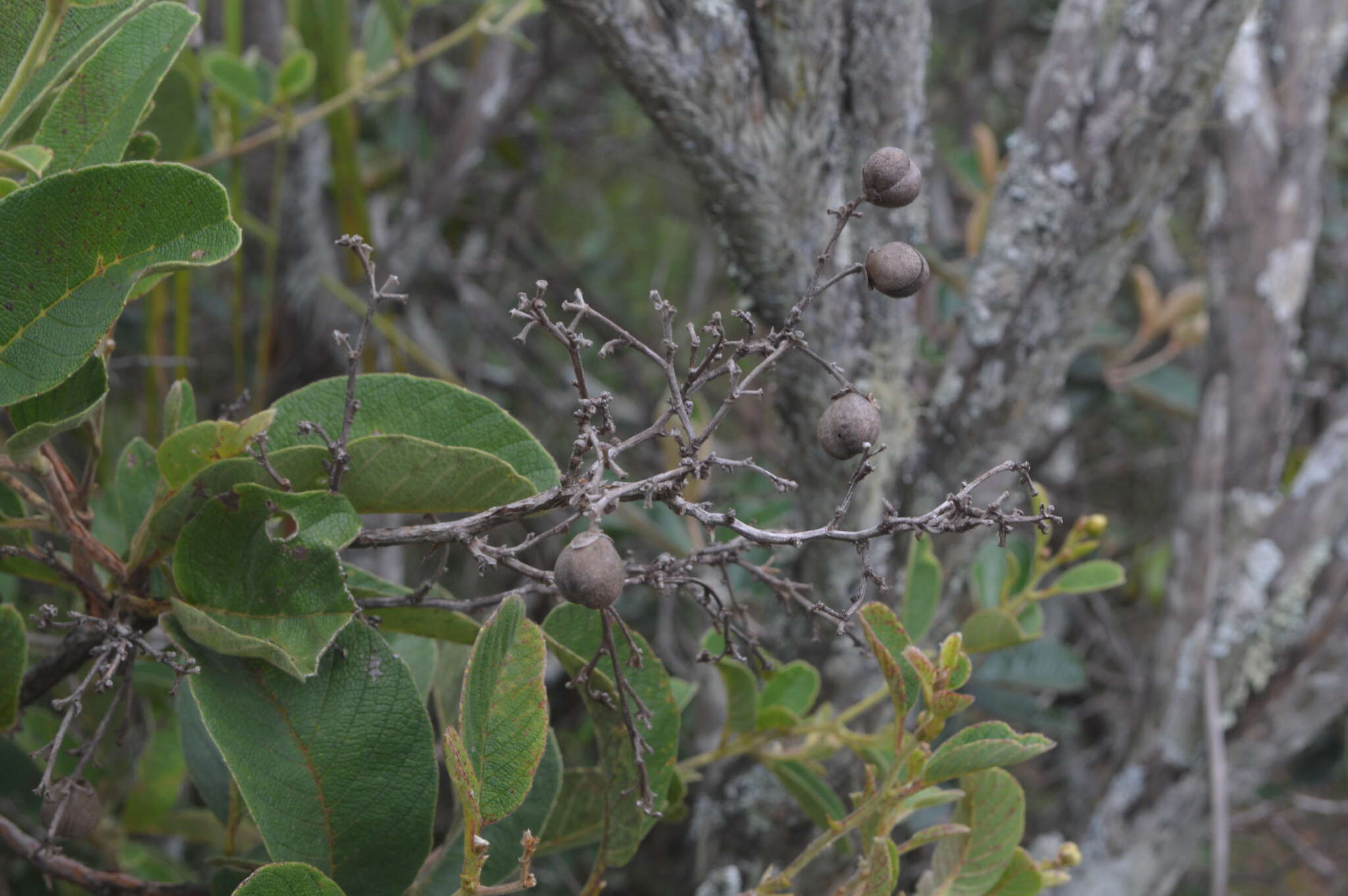 Imagem de Davilla elliptica St.-Hil.