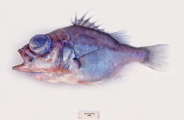 Image of Spinycheek seabass