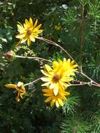 Image of purpledisk sunflower