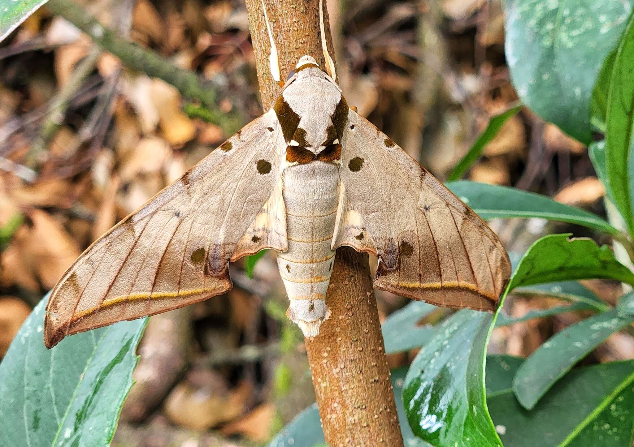 Image de Ambulyx sericeipennis Butler 1875