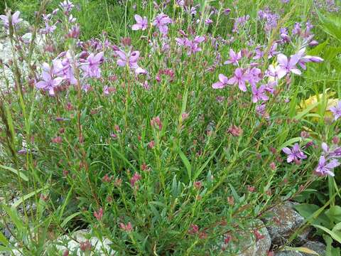 Imagem de Epilobium colchicum Albov