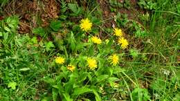 Image of Pyrenean Hawksbeard