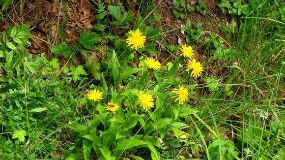 Image of Pyrenean Hawksbeard