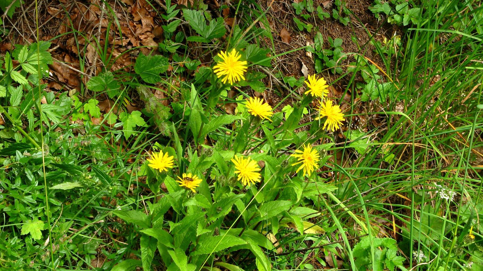 Image of Pyrenean Hawksbeard