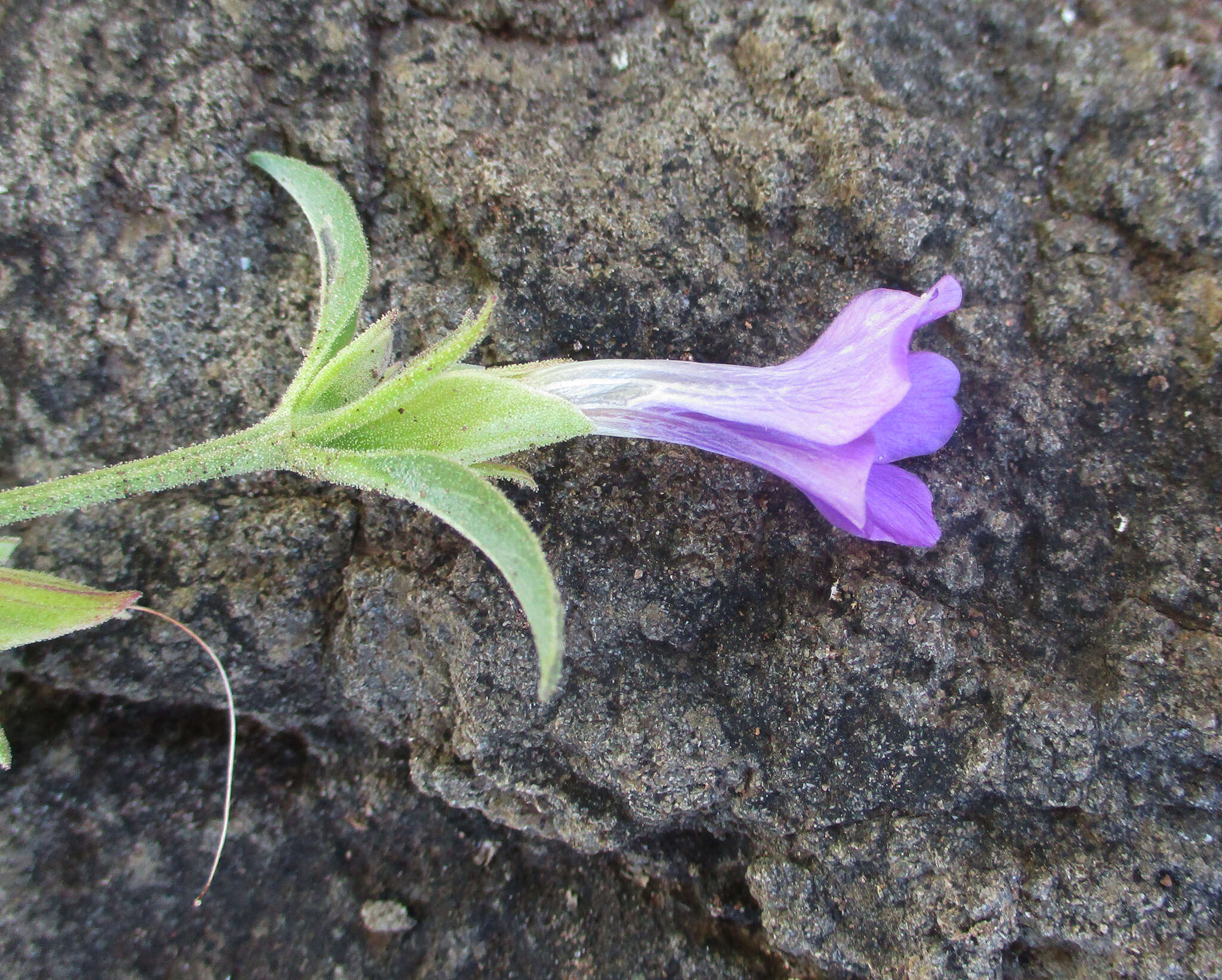 Image of Barleria lancifolia T. Anders.