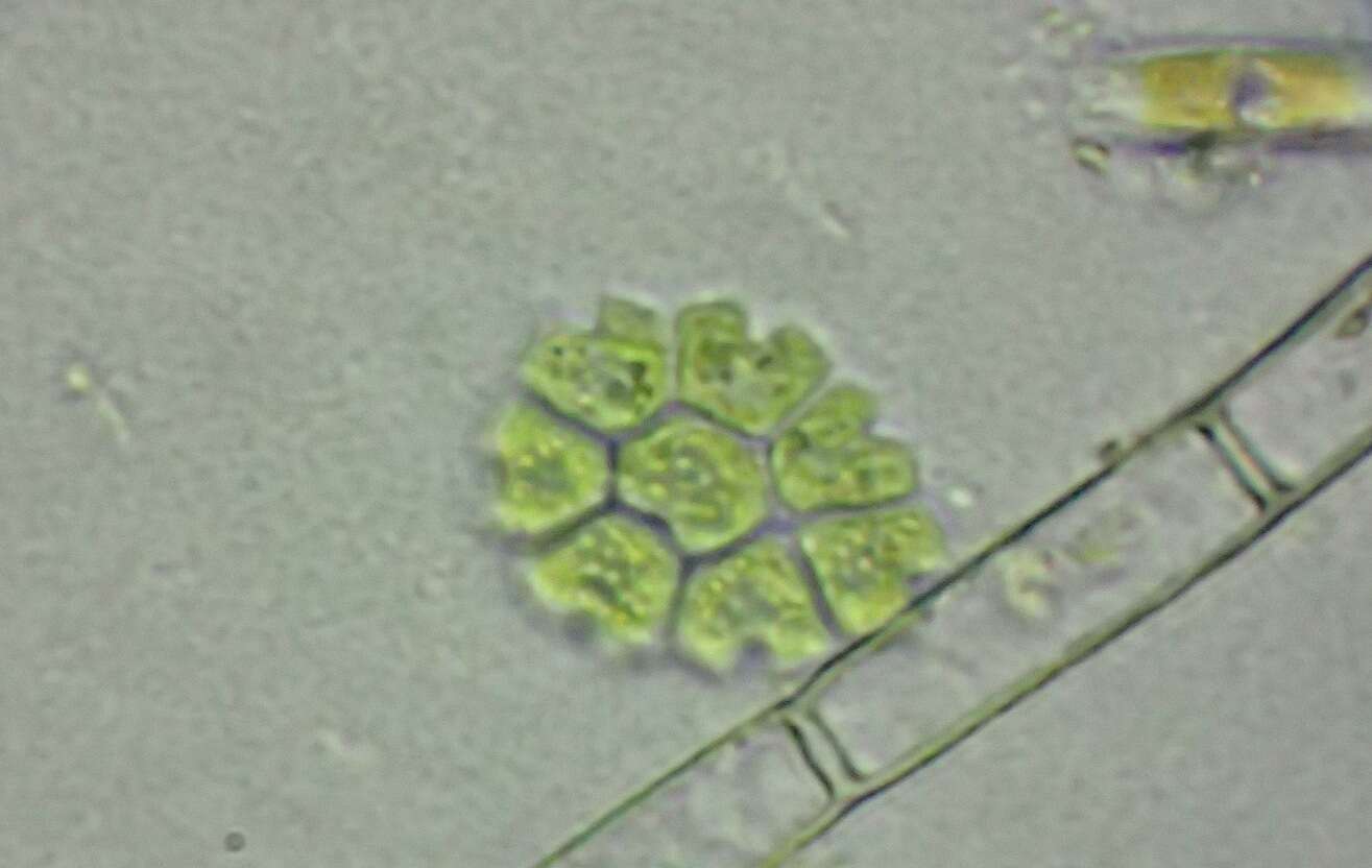 Image of Stauridium