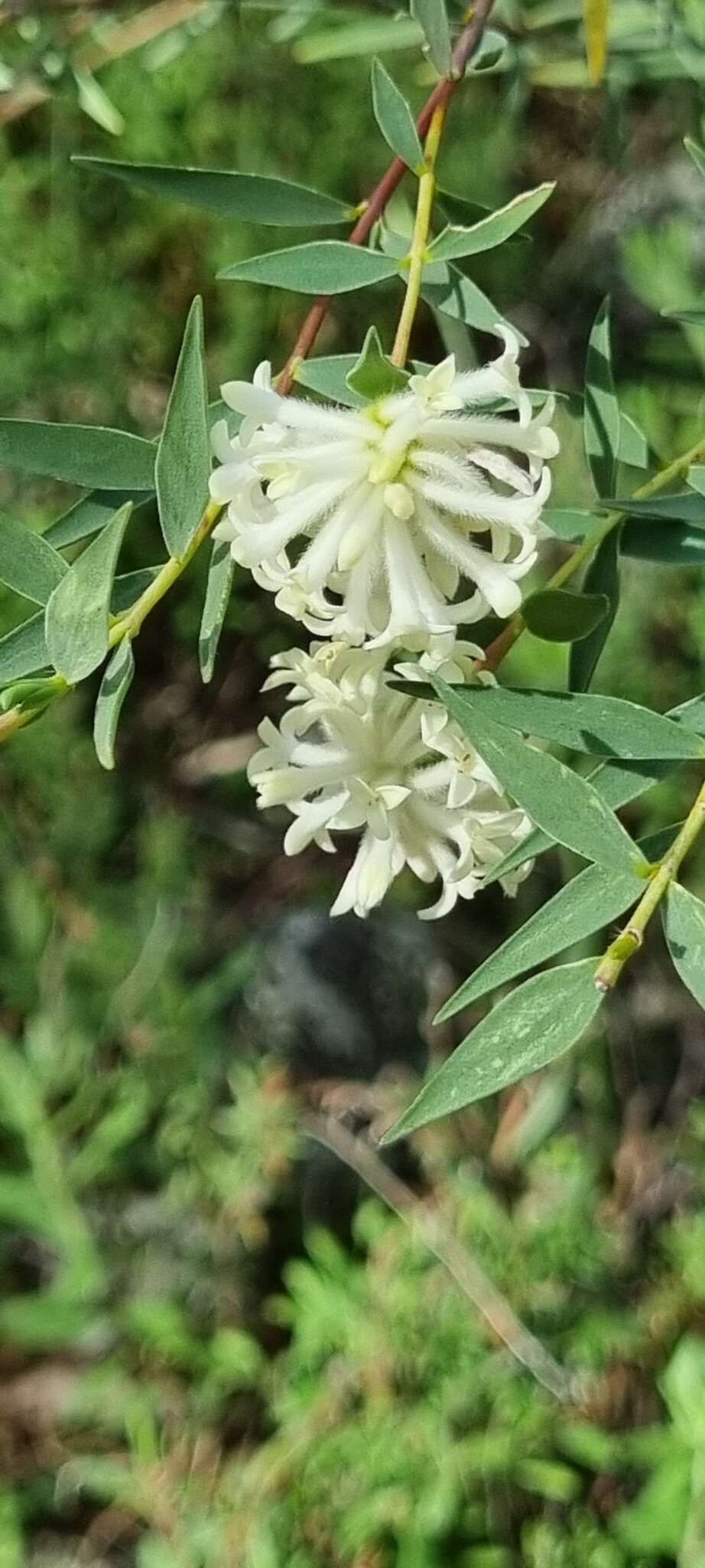 Image of Pimelea stricta Meissn.