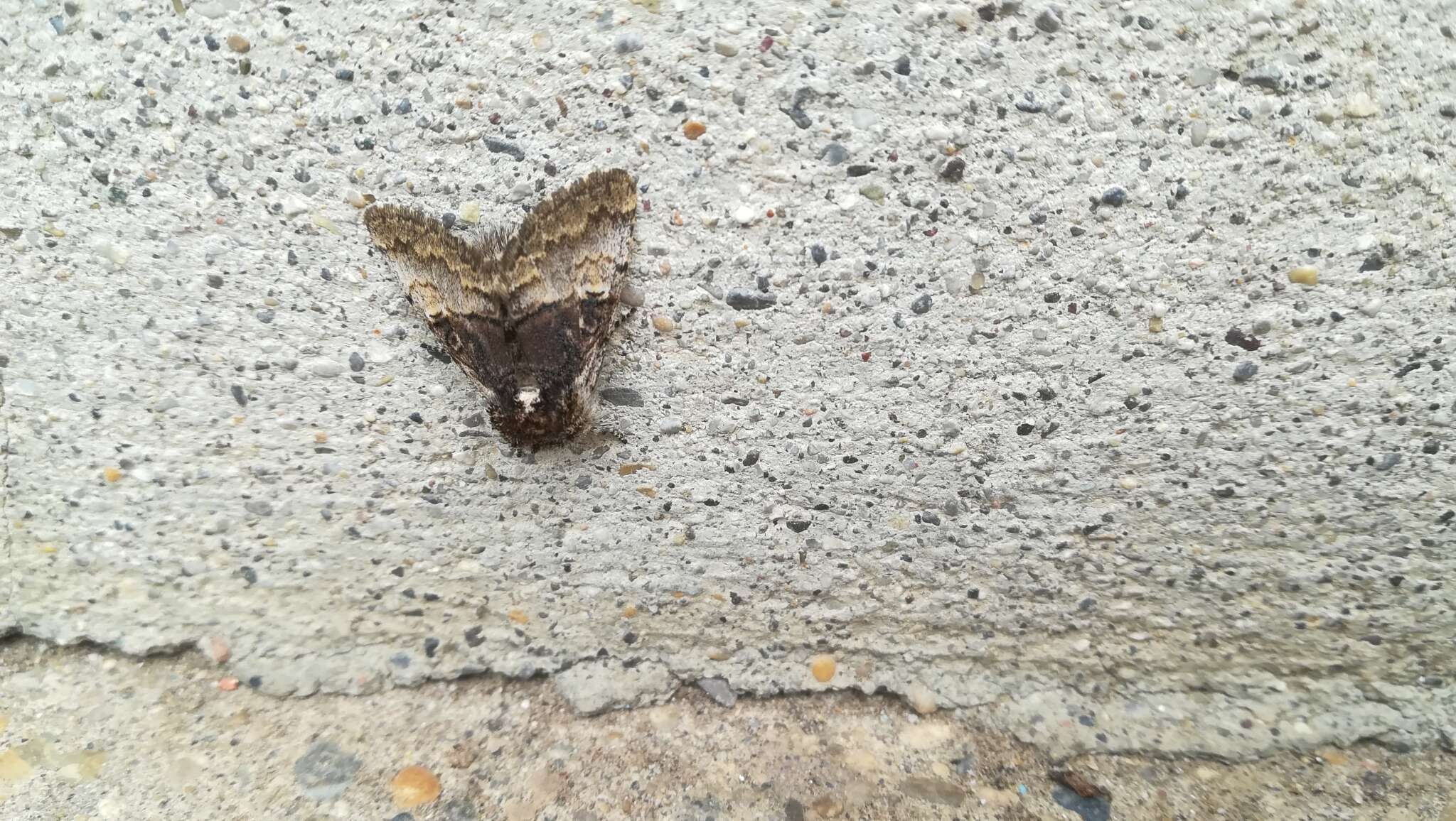 Image of nut-tree tussock