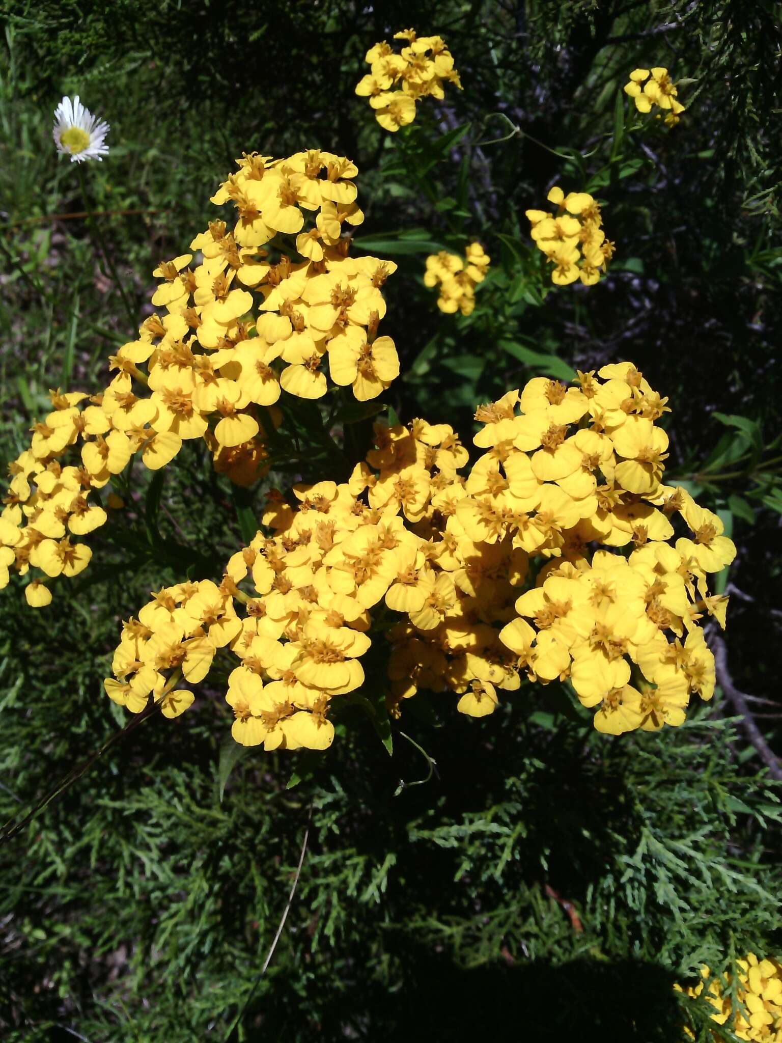 Image of sweetscented marigold