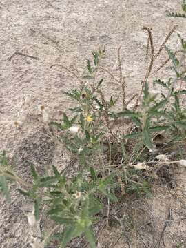 Image of Mentzelia procera (Wooton & Standl.) J. J. Schenk & L. Hufford