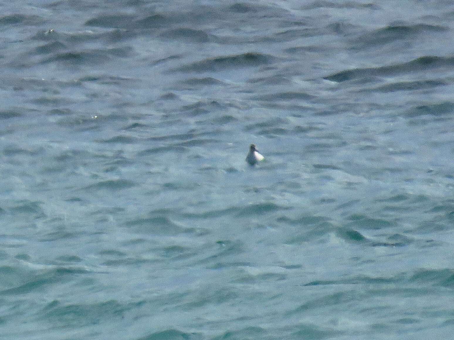 Image of Grey (Red) Phalarope