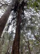 Image of Allocasuarina decussata (Benth.) L. A. S. Johnson