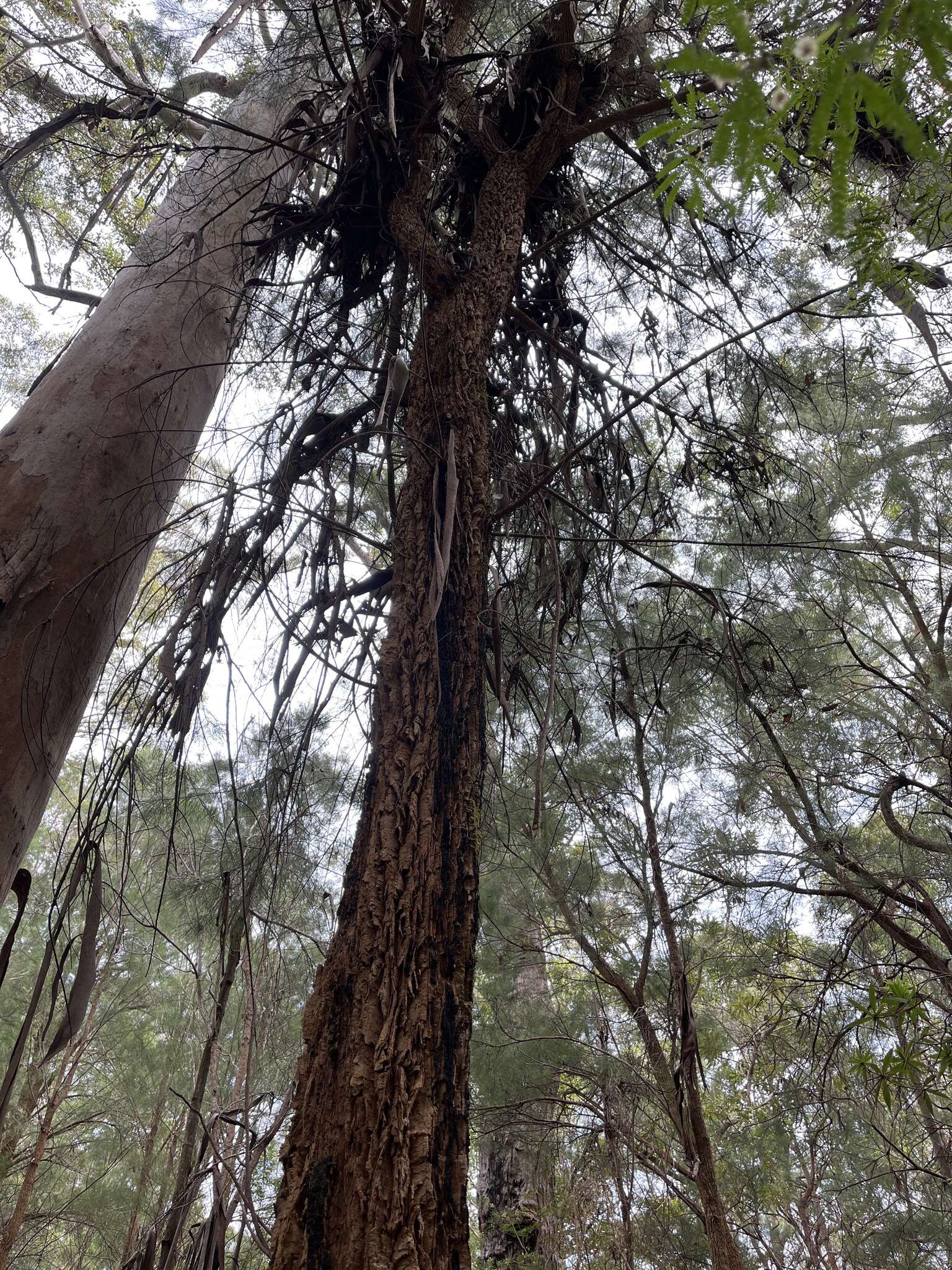 Image of Allocasuarina decussata (Benth.) L. A. S. Johnson