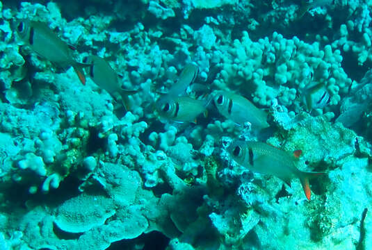 Image of Epaulette soldierfish