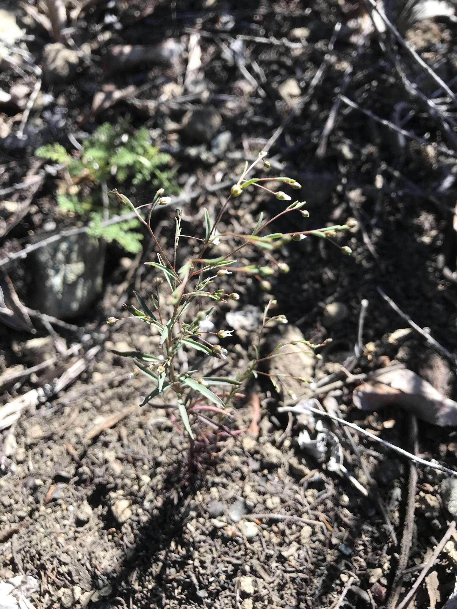 Image of smallflower dwarf-flax