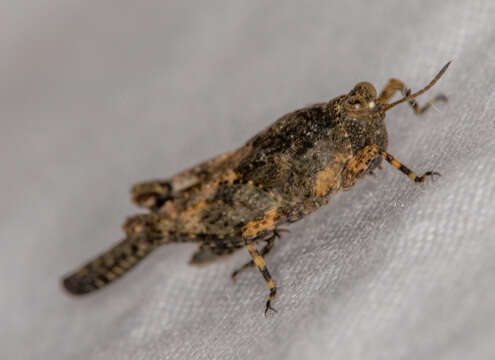 Image of Aztec Pygmy Grasshopper