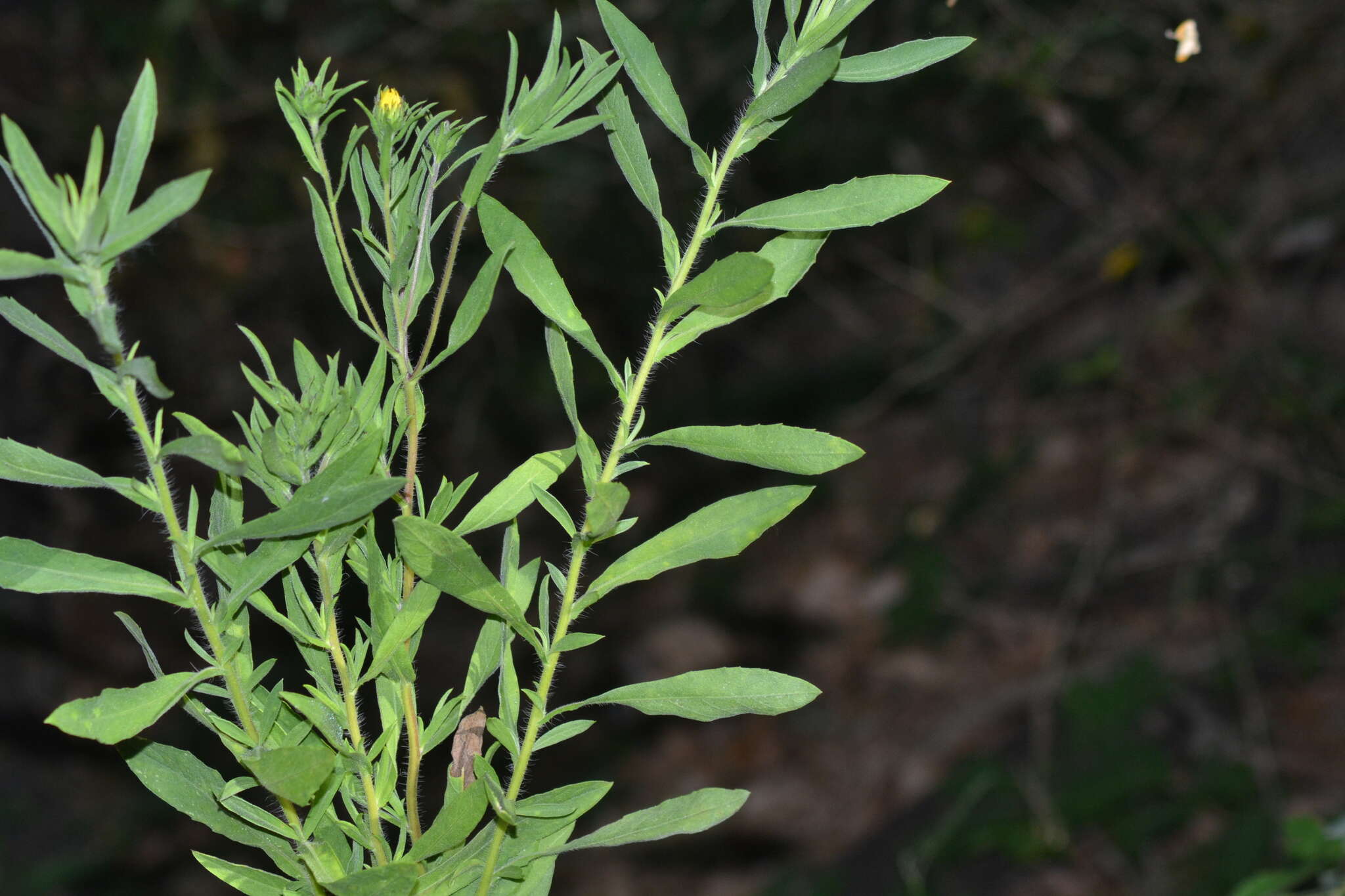 Image of Heterotheca camporum var. glandulissima