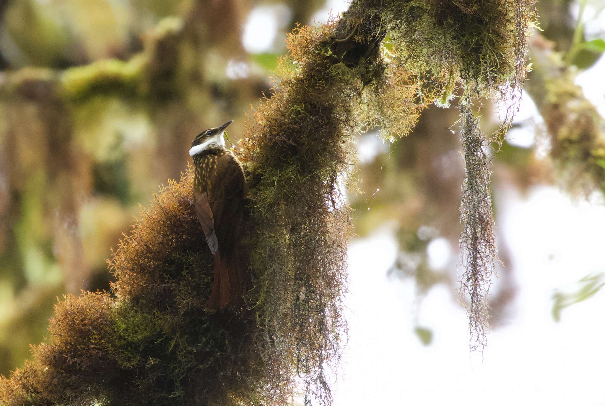 Image of Streaked Tuftedcheek