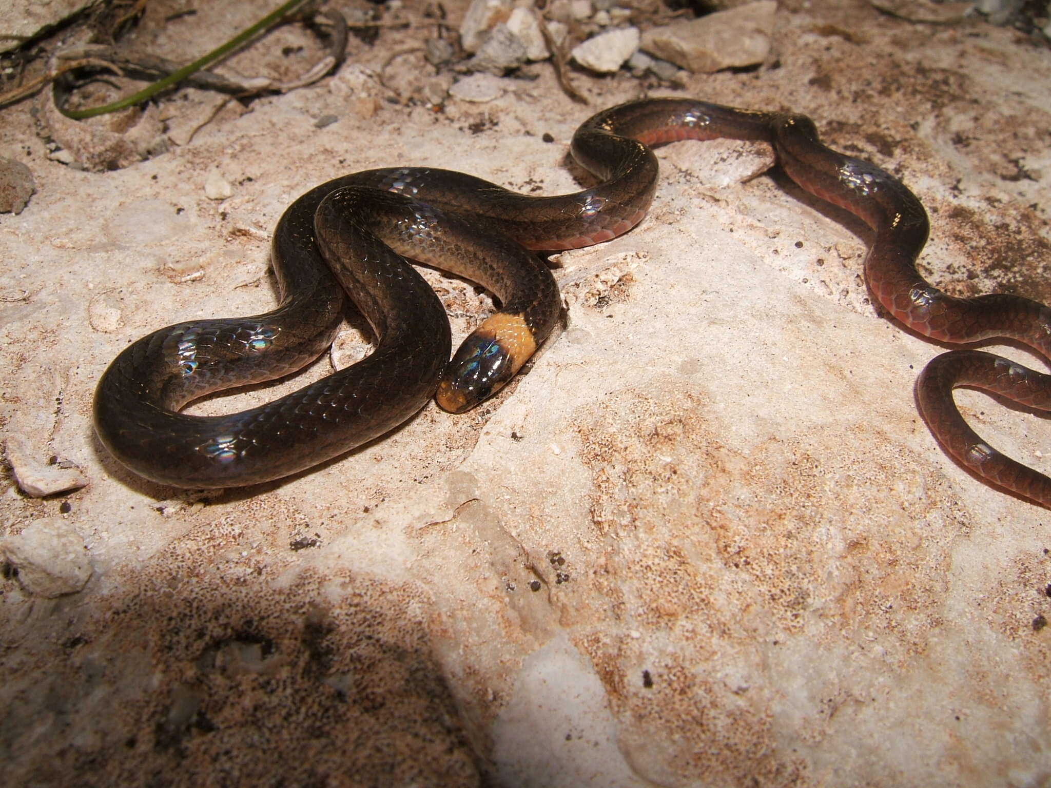 Image of Peten Centipede Snake