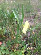 Oenothera spachiana Torr. & Gray resmi