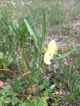 Image of Spach's evening primrose