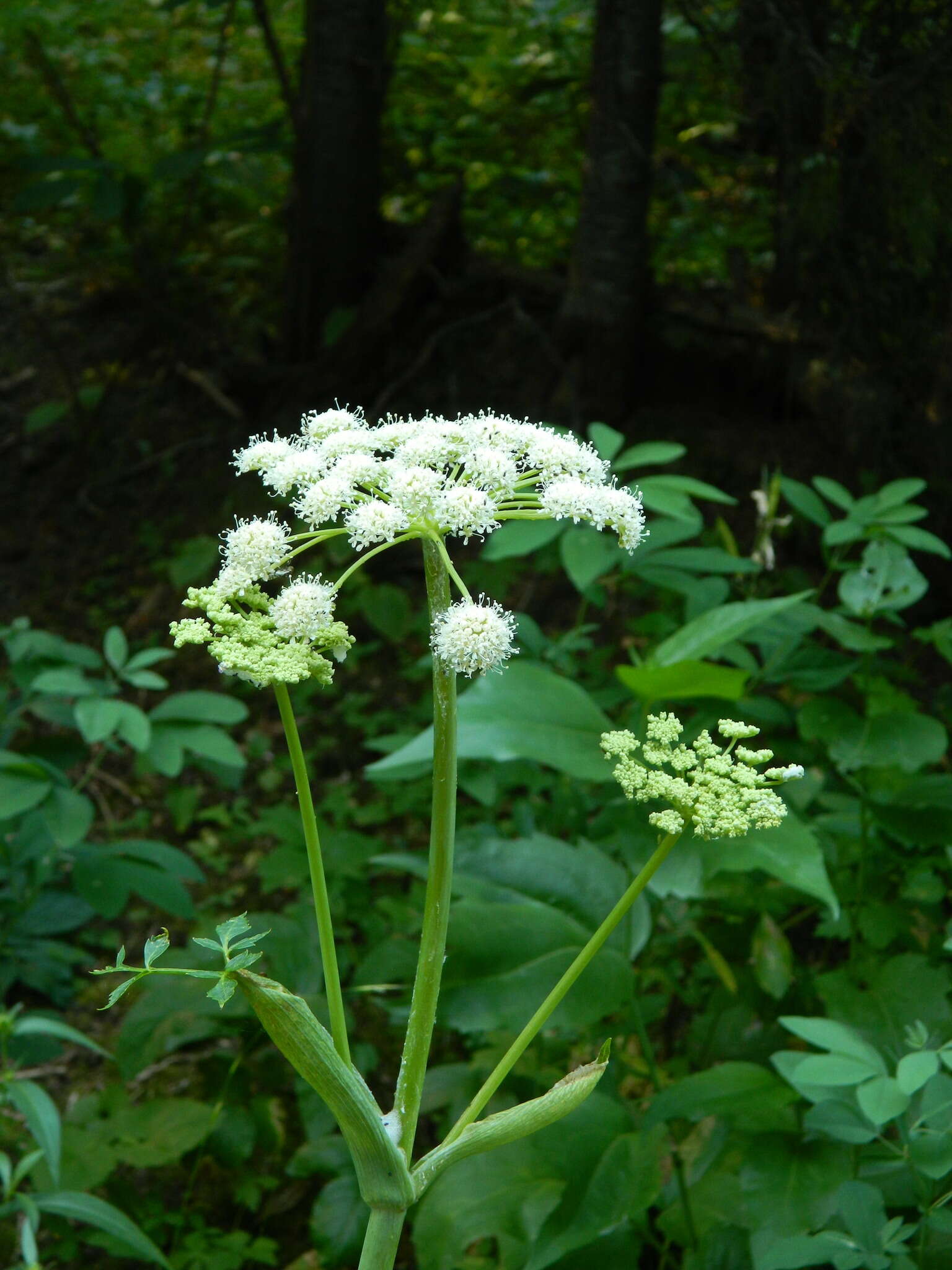 Image of Lyall's angelica