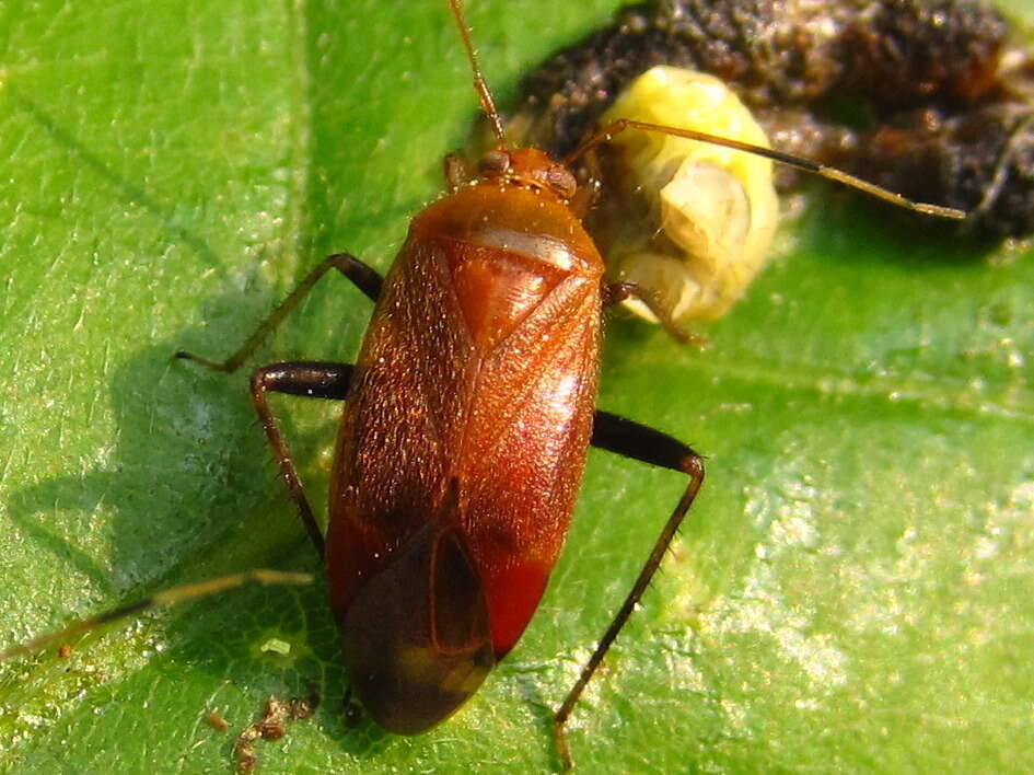 Image of Castanopsides kerzhneri (Josifov 1985)