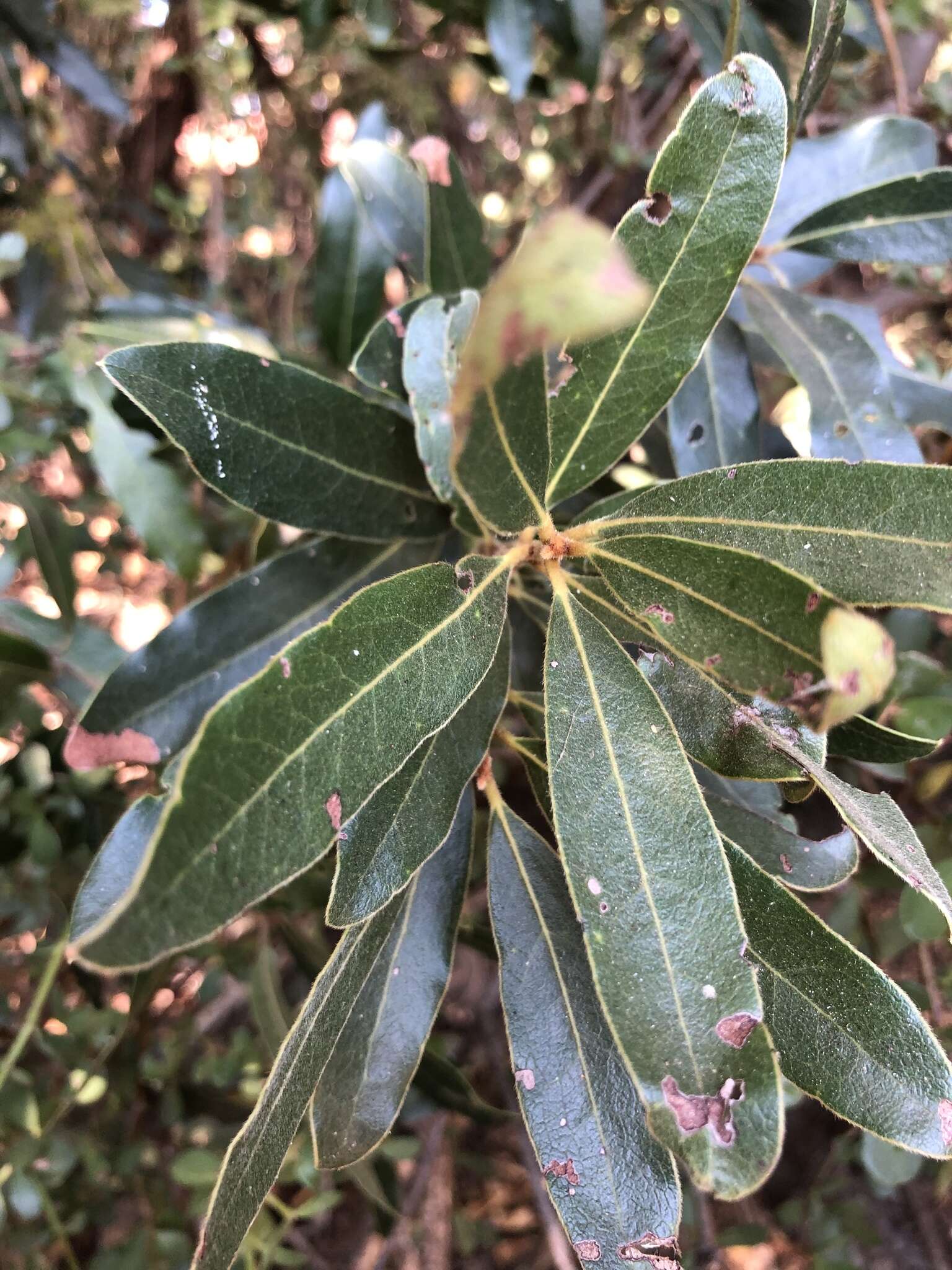 Image of Euclea natalensis subsp. natalensis