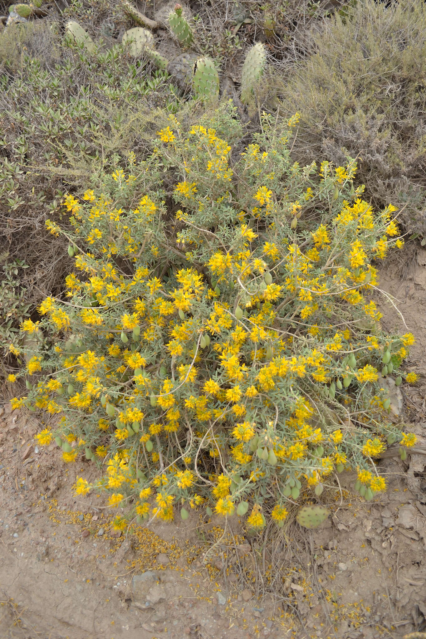 Imagem de Cleomella arborea (Nutt.) Roalson & J. C. Hall