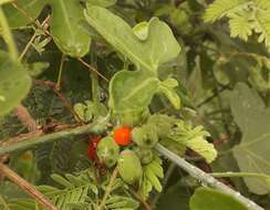 Plancia ëd Corallocarpus bainesii (Hook. fil.) A. Meeuse