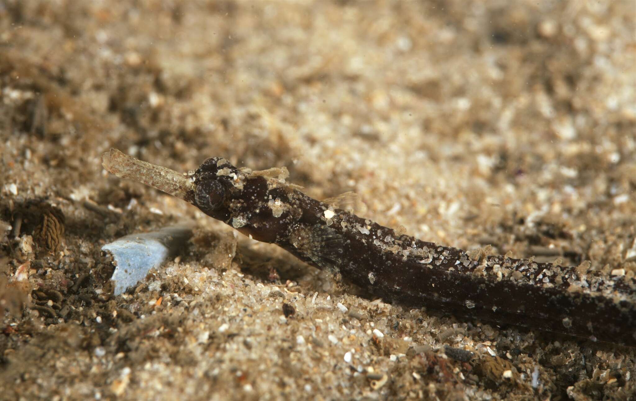 Image of Girdled pipefish