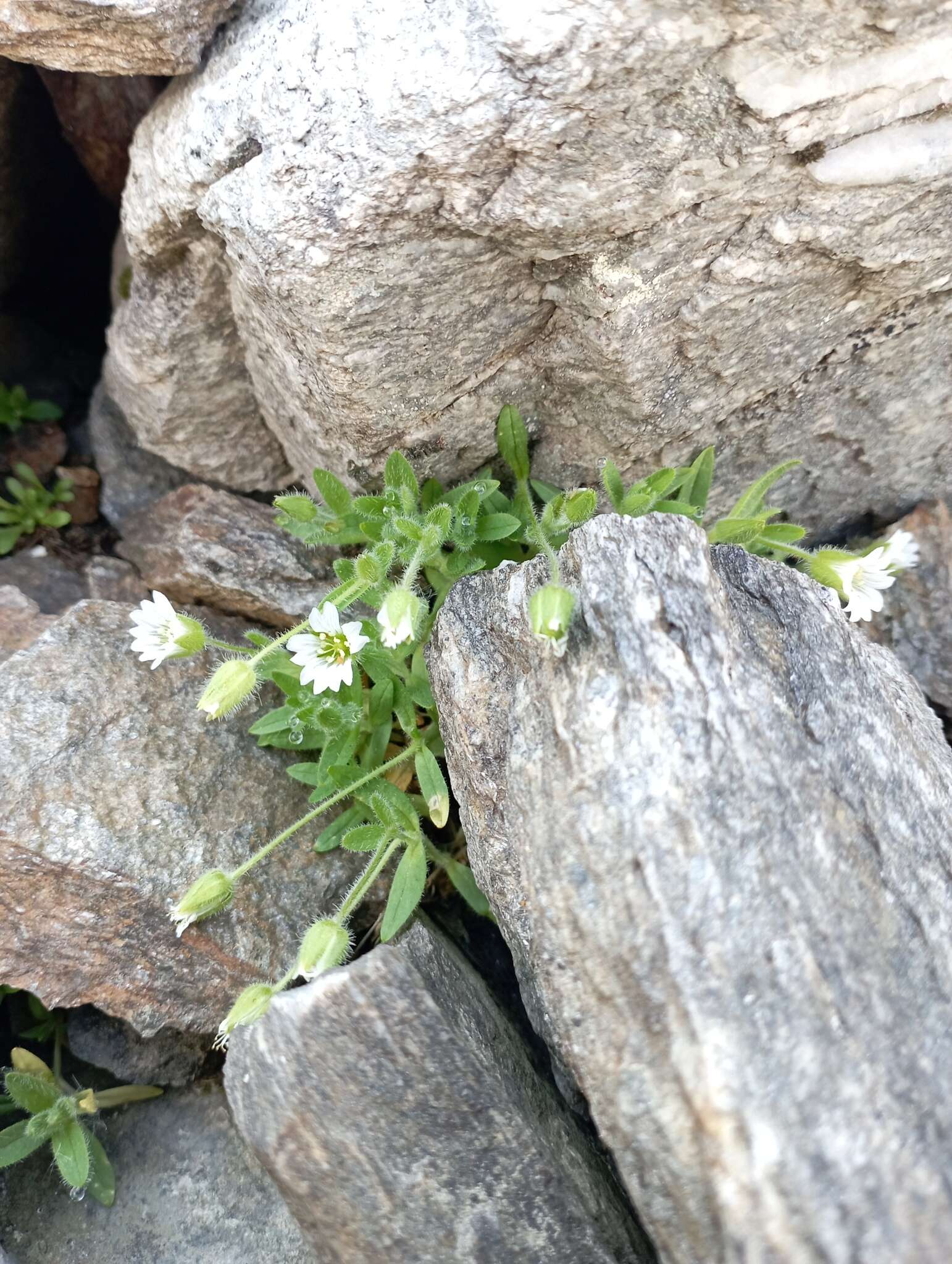 Image of Cerastium pedunculatum Gaudin