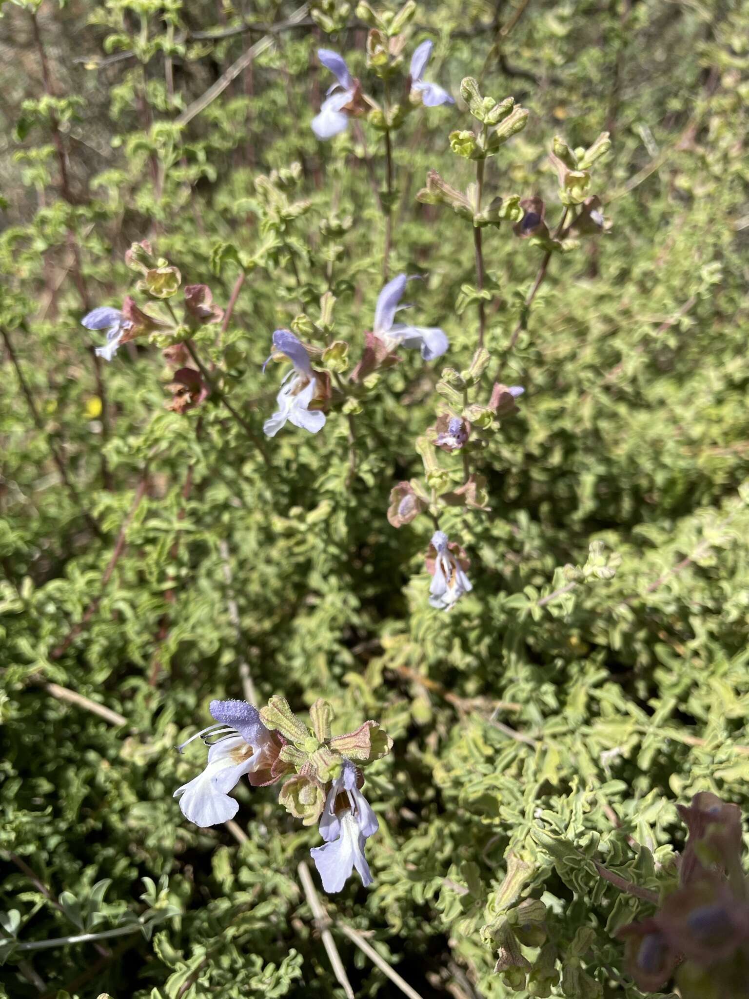 Imagem de Salvia dentata Aiton