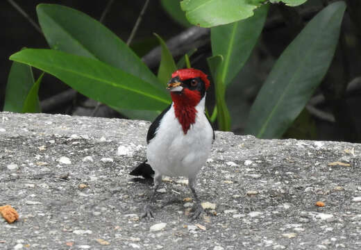 Image of Masked Cardinal